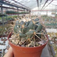 Coryphantha calipensis aff.