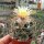 Coryphantha calipensis aff.