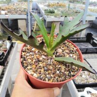Kalanchoe synsepala v. dissecta