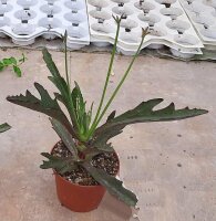 Kalanchoe synsepala v. dissecta
