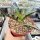 Kalanchoe synsepala v. dissecta