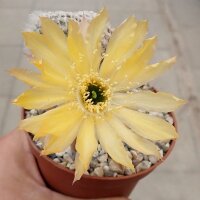 Lobivia albolanata Quebrada del Toro, Salta, Argentina
