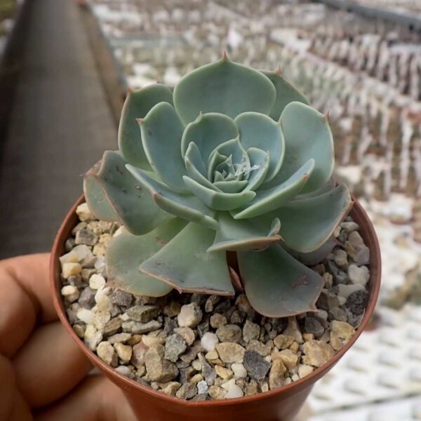 Echeveria cv. Phantasia