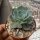 Echeveria cv. Phantasia