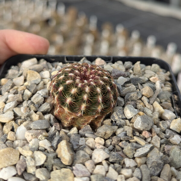 Echinocereus viridiflorus DJF 1296