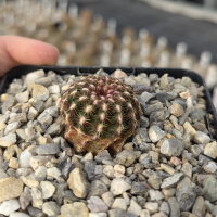 Echinocereus viridiflorus DJF 1296