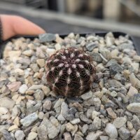 Echinocereus viridiflorus DJF 1296