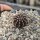 Echinocereus viridiflorus DJF 1296