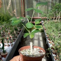 Commiphora edulis v. holoserica Kenia,Tanzania