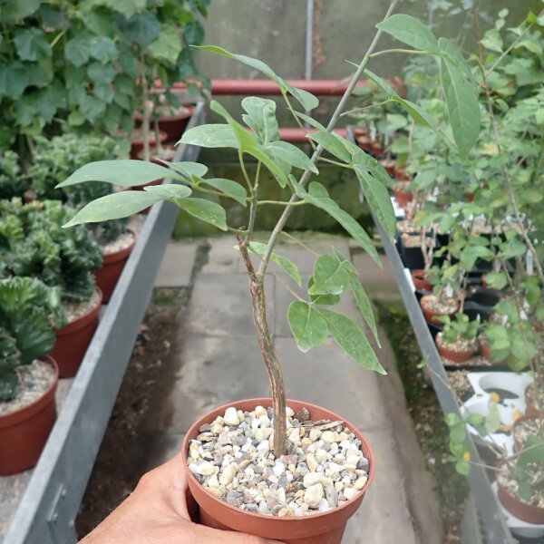 Commiphora mildbraedii Kenia,Tanzania