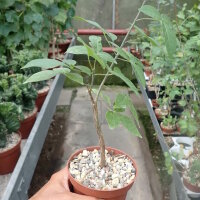 Commiphora mildbraedii Kenia,Tanzania
