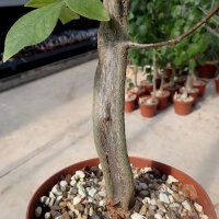 Commiphora mildbraedii Kenia,Tanzania