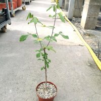 Commiphora mildbraedii Kenia,Tanzania