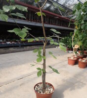 Commiphora mildbraedii Kenia,Tanzania