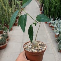 Baseonema gregorii Kenia