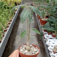 Baseonema gregorii Kenia
