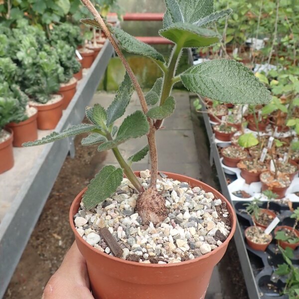Sinningia sellovii Brazil