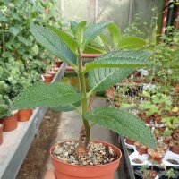 Sinningia sellovii Brazil