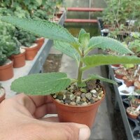 Sinningia sellovii Brazil
