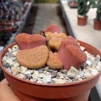 Lithops lesliei v.leliei C 018