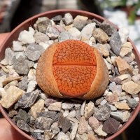 Lithops lesliei v.leliei C 018