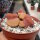 Lithops lesliei v.leliei C 018