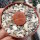 Lithops lesliei v.leliei C 018