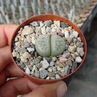 Lithops francisci C 140TL