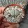 Lithops francisci C 140TL