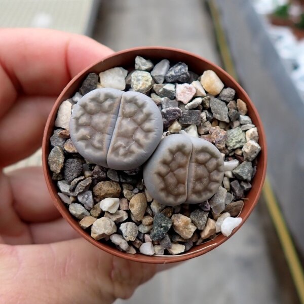 Lithops karasmontana ssp. karasmontana v. lericheana C 329
