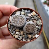 Lithops karasmontana ssp. karasmontana v. lericheana C 329