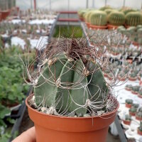 Astrophytum capricorne cv. Nudum