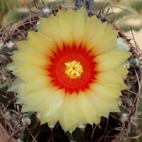 Astrophytum capricorne cv. Nudum