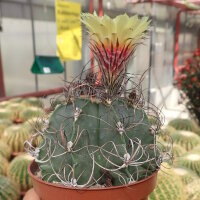 Astrophytum capricorne cv. Nudum
