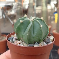Astrophytum capricorne cv. Nudum