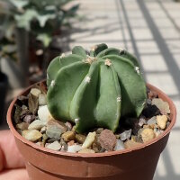 Astrophytum capricorne cv. Nudum