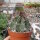 Astrophytum capricorne cv. Nudum