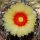 Astrophytum capricorne cv. Nudum