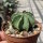 Astrophytum capricorne cv. Nudum