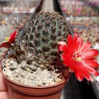 Rebutia violascens FR 352