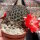 Rebutia violascens FR 352