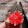 Rebutia violascens FR 352
