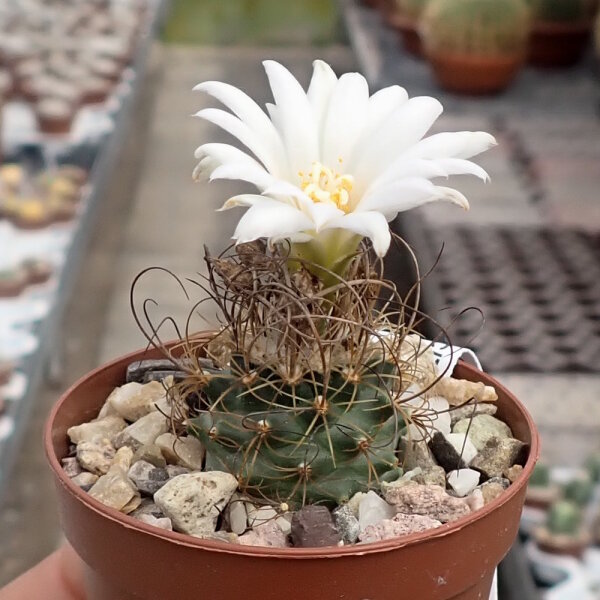 Turbinicarpus graminispinus CITES, not outside EU