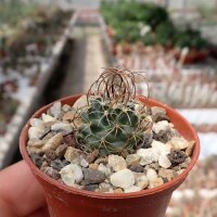 Turbinicarpus graminispinus CITES, not outside EU