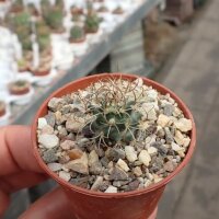 Turbinicarpus graminispinus CITES, not outside EU