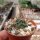 Turbinicarpus graminispinus CITES, not outside EU