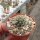 Turbinicarpus graminispinus CITES, not outside EU