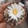 Turbinicarpus graminispinus CITES, not outside EU