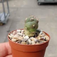 Weingartia fidaiana ssp. amerhauseri