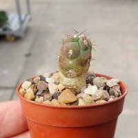 Weingartia fidaiana ssp. amerhauseri